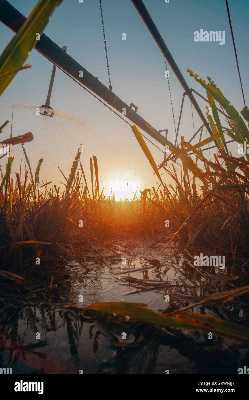 Irrigation land of Saudi Arabia Stock Photo Alamy