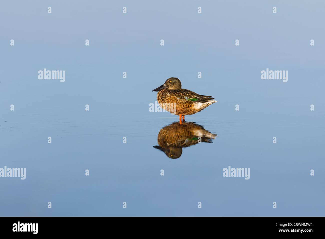 Northern shoveler Anas clypeata, eclipse plumage adult male standing in shallow water with reflection, Minsmere RSPB reserve, Suffolk, September Stock Photo