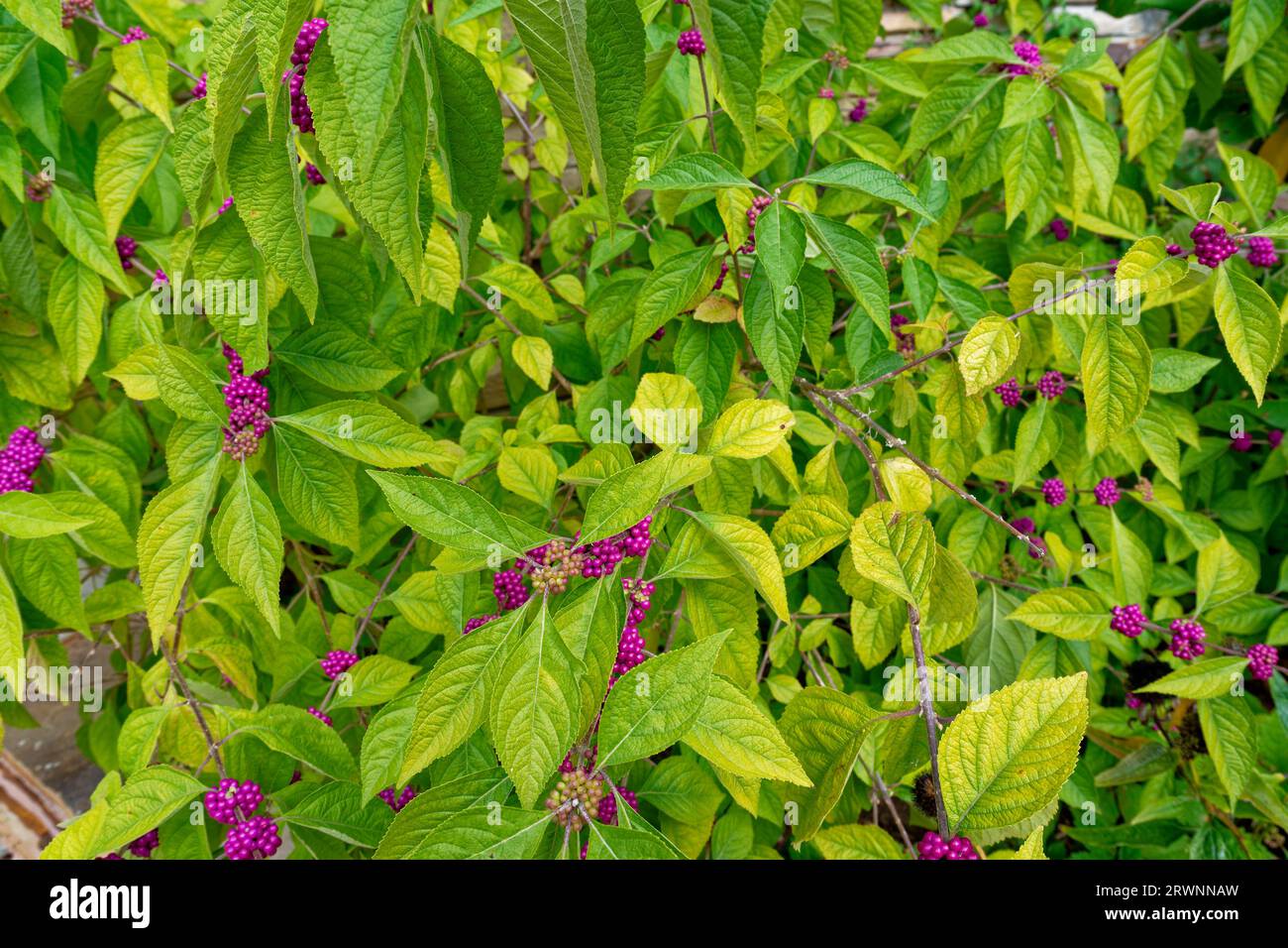A colorful bright green foliage with clusters of irrdescent purple berries on the branches of a American beautyberry shrub in September Stock Photo