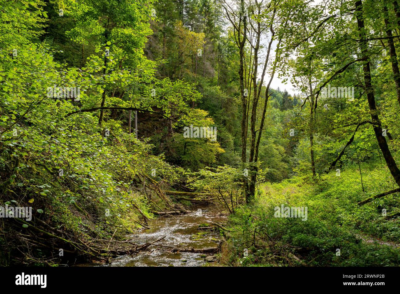 View over Gauchach river in Gauchach gorge in Black Forest, Germany Stock Photo