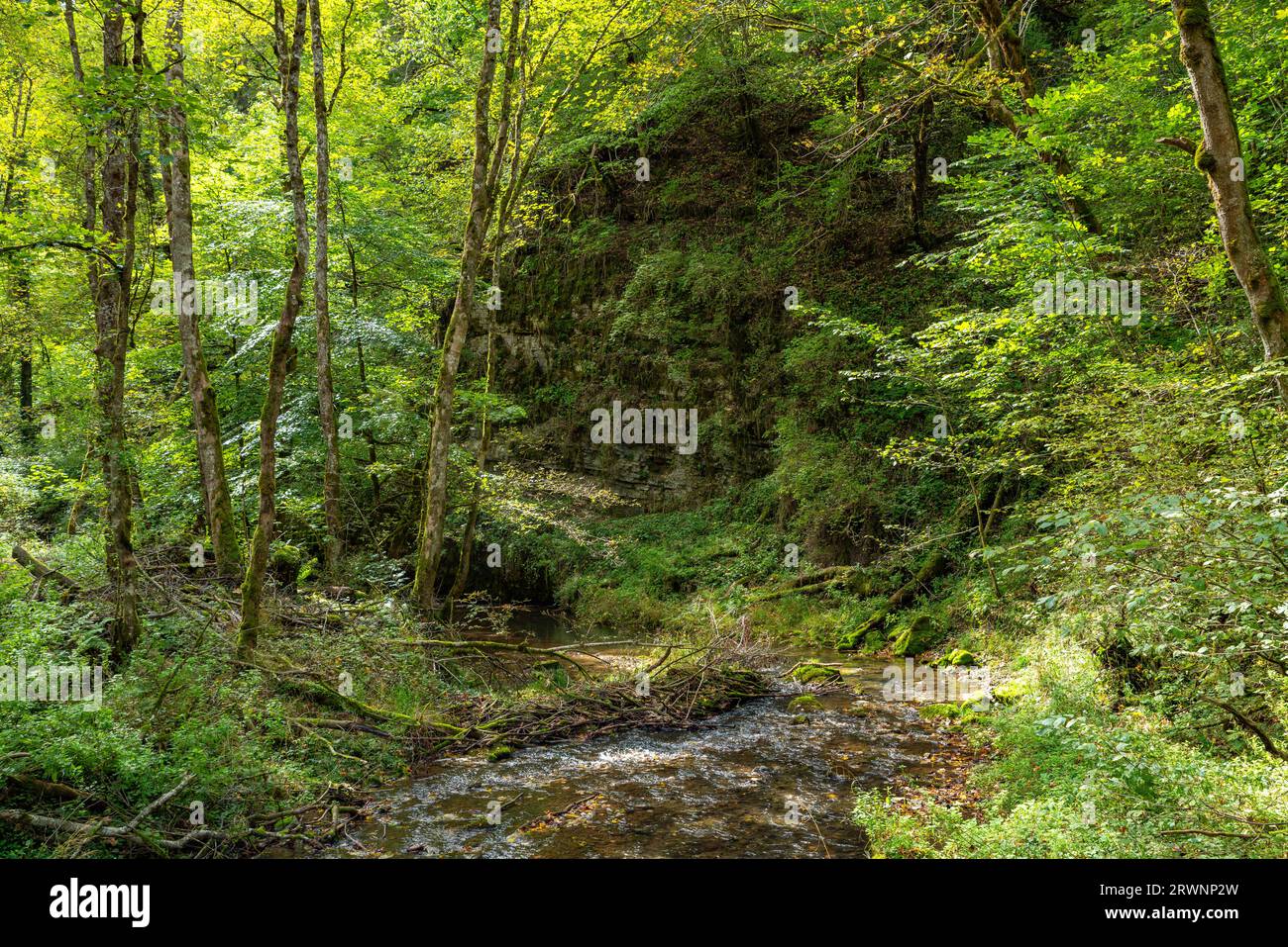 View over Gauchach river in Gauchach gorge in Black Forest, Germany Stock Photo
