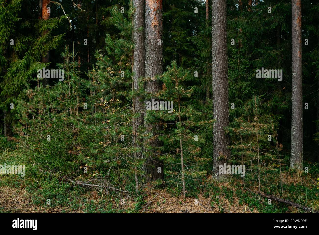 Landscape. Mysterious northern forest after sunset on an autumn evening. Trees in close-up at the place of the windfall. Stock Photo