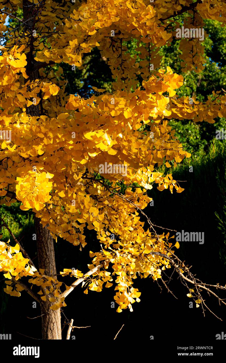 Branches and yellow leaves of the ginkgo biloba , with dark background