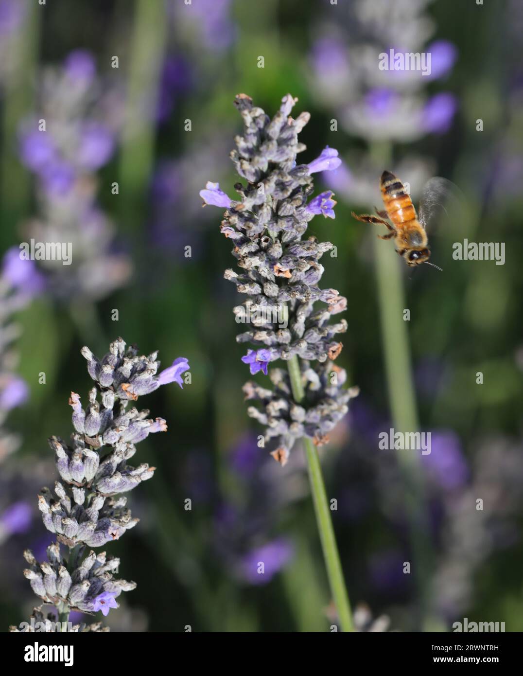 bee sucks nectar in the lavender flower to pollination other plants Stock  Photo - Alamy