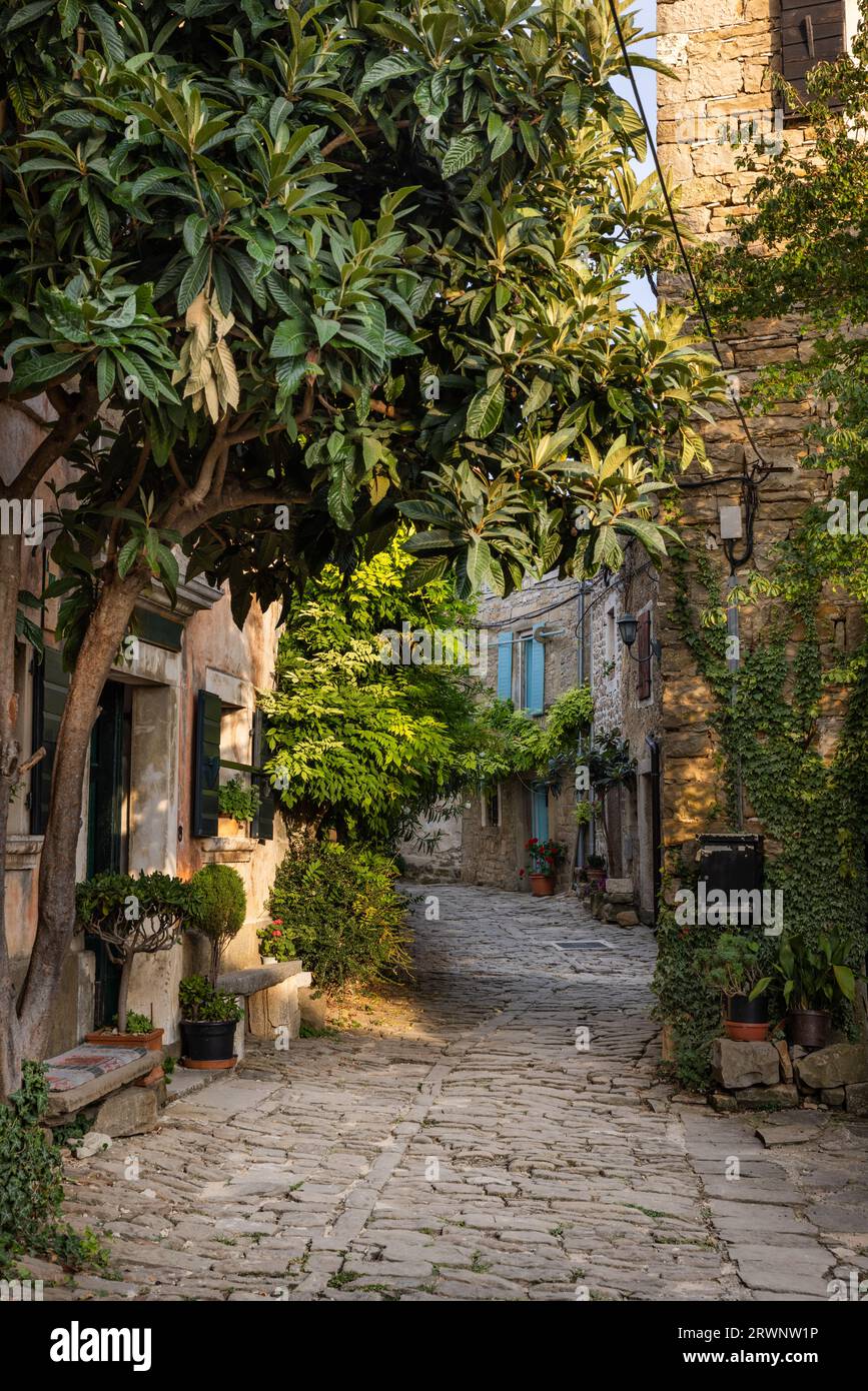 The beautiful Croatian mountain village Grožnjan in the Istria region ...