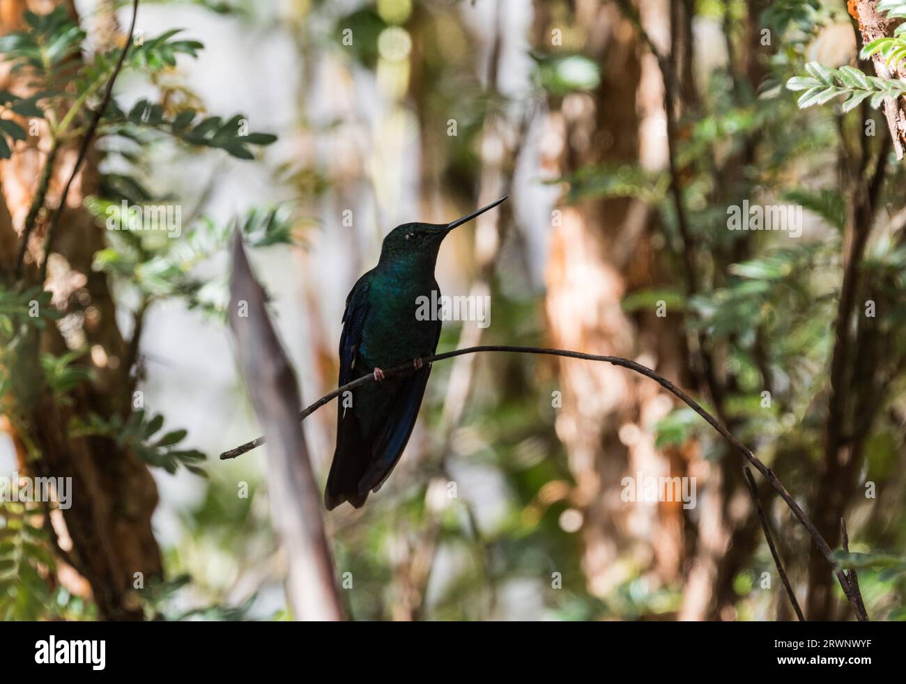 Colibri a ailes saphir hi-res stock photography and images - Alamy