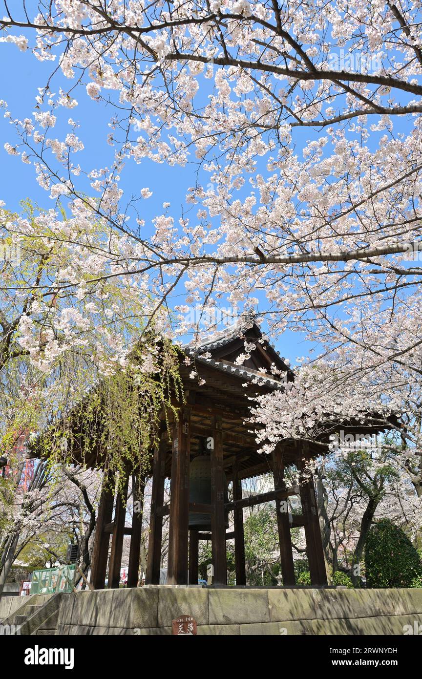 White Cherry Blossoms at Zojo-ji Temple and the Tokyo Tower, Tokyo JP Stock Photo