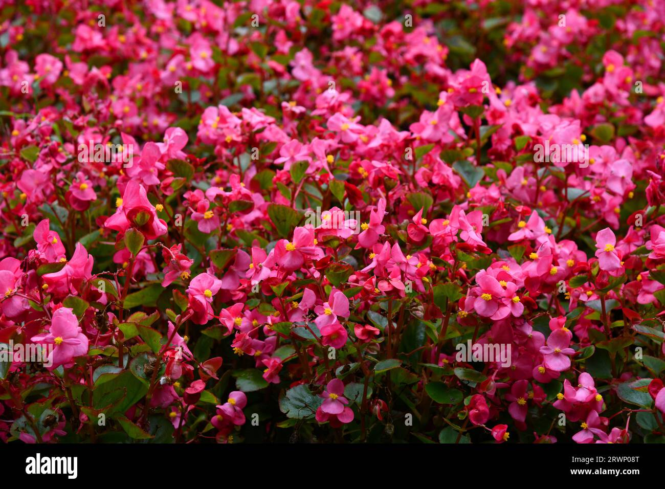blooming ice begonias in summer weather Stock Photo