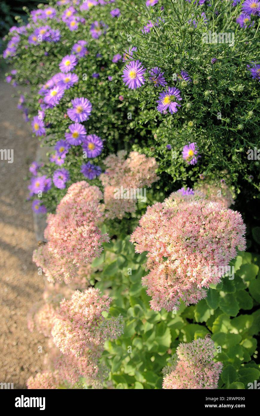 Scenic way throogh garden with iceplant (sedum spectabile) and New York aster (symphyotrichum novi-belgii) Stock Photo