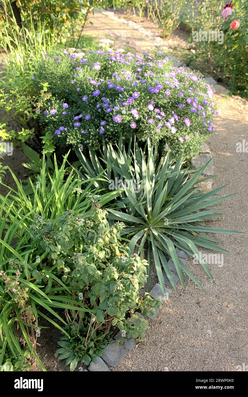 Scenic way throogh garden with iceplant (sedum spectabile) and New York aster (symphyotrichum novi-belgii) Stock Photo