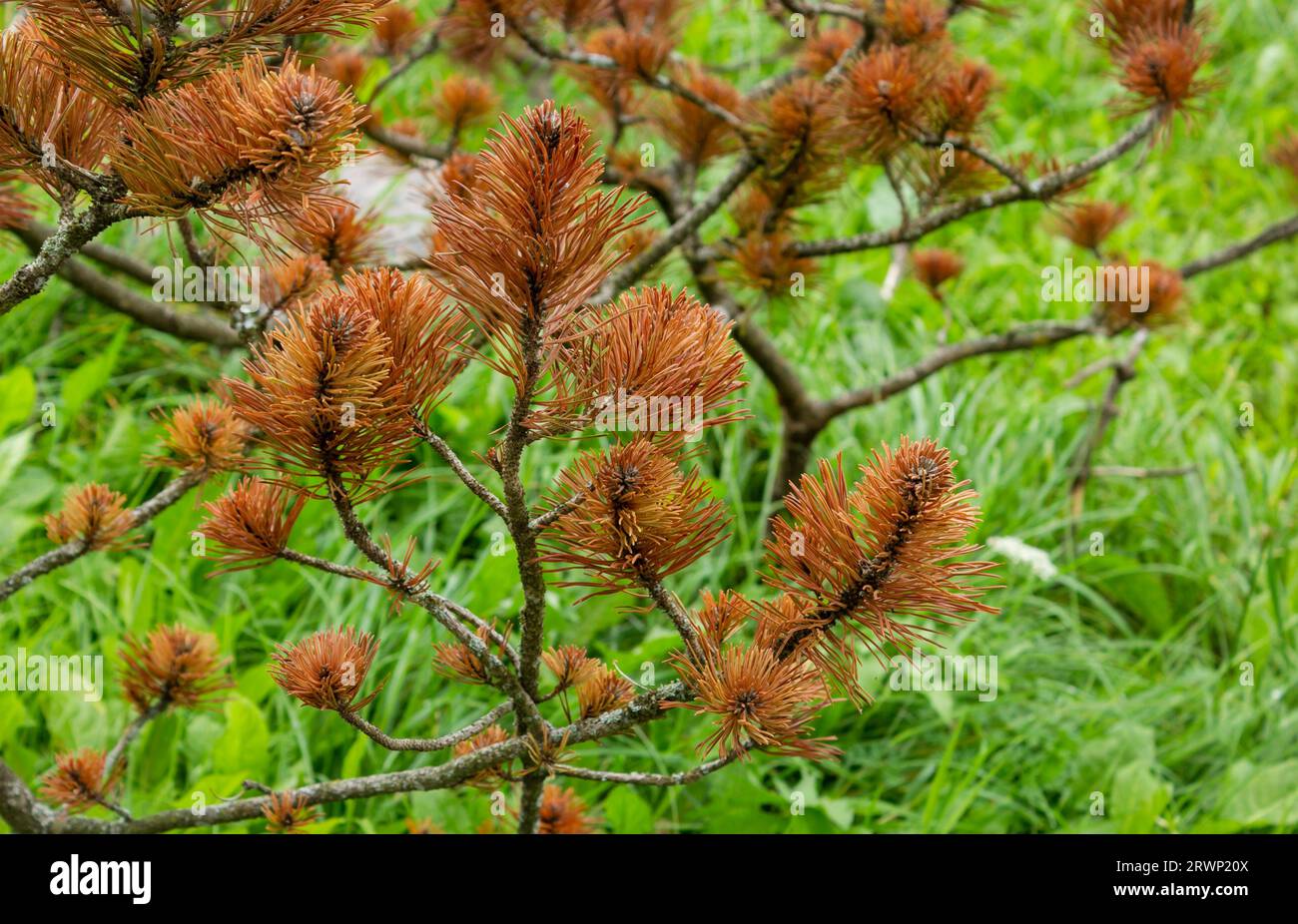 Close-up of sick needles with rust against the background of green grass. Dry needles. Nerpotrichia. Stock Photo