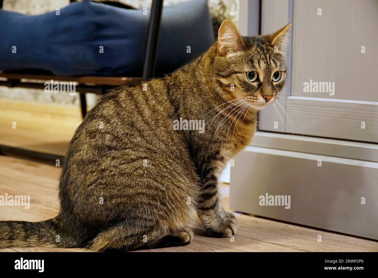 Single spotted brown cat sitting on a floor Stock Photo - Alamy