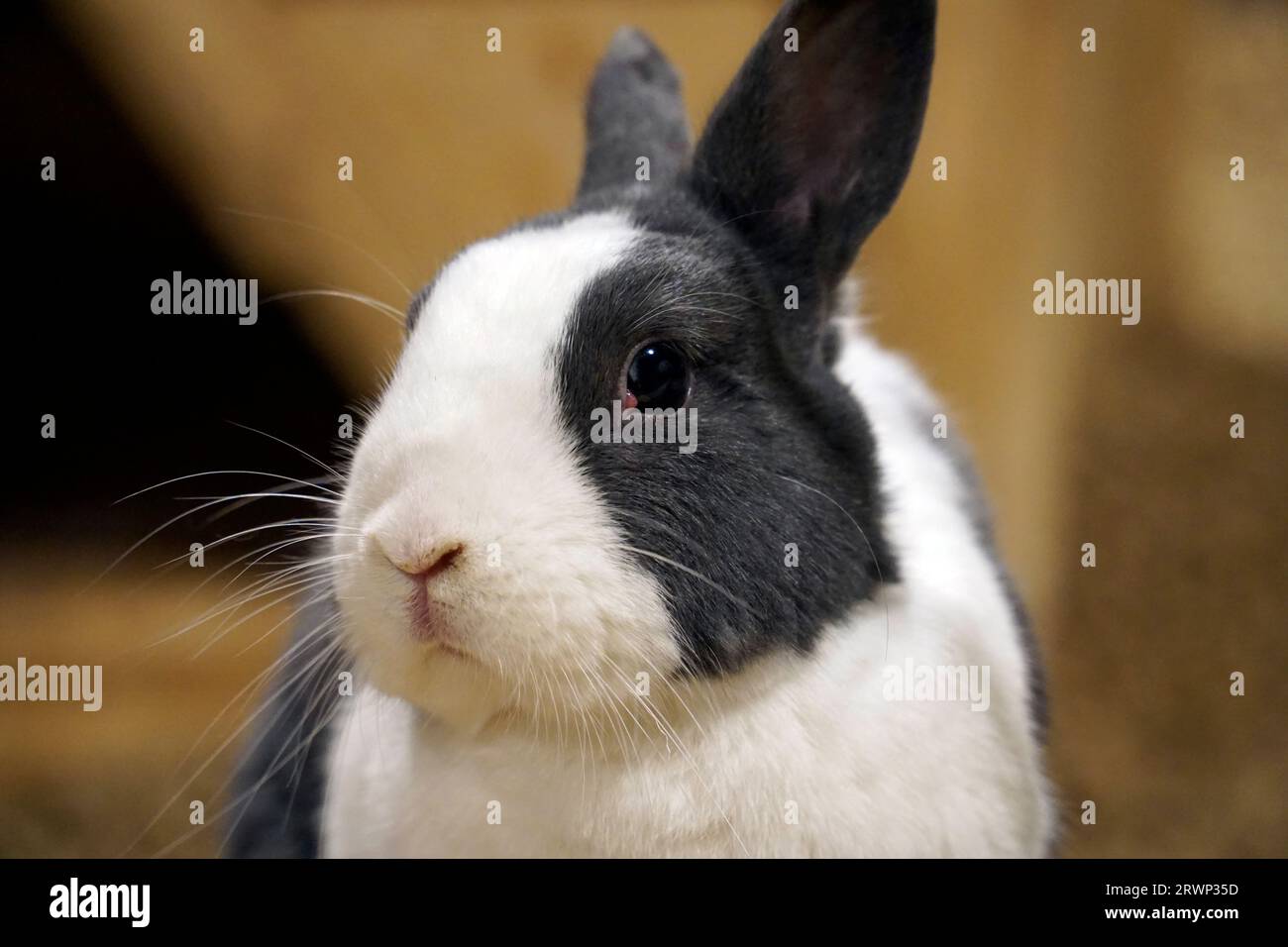 Single black and white rabbit - close-up on head Stock Photo - Alamy