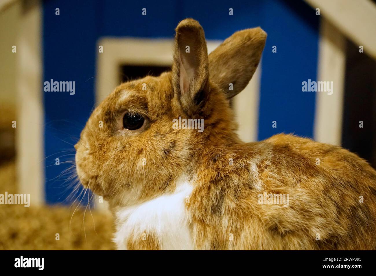Single short-haired brown and white rabbit Stock Photo - Alamy