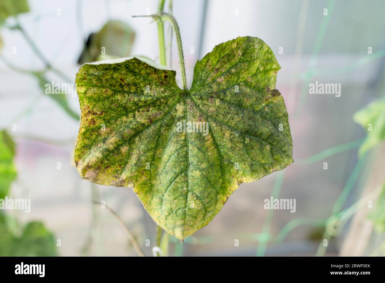 Ccumber plants infected by Whitefly - dry dark leafs. Stock Photo