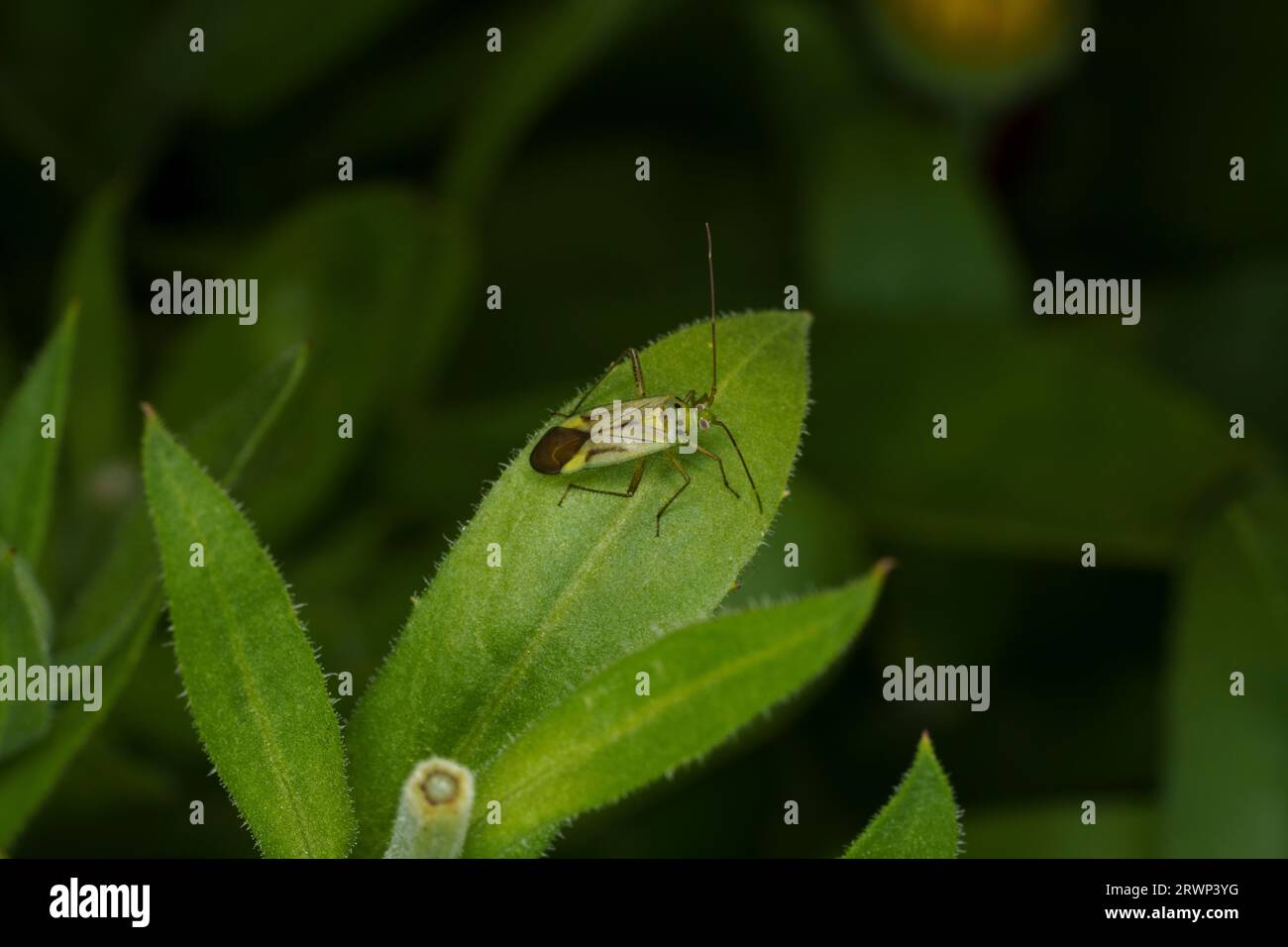 Adelphocoris quadripunctatus Family Miridae Genus Adelphocoris Grass aphid plant bug wild nature insect wallpaper, photography, picture Stock Photo