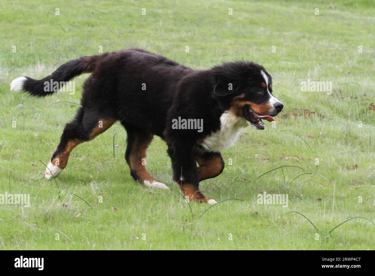 Bernese Mountain Dog running down a hillside with green grass Stock Photo Alamy