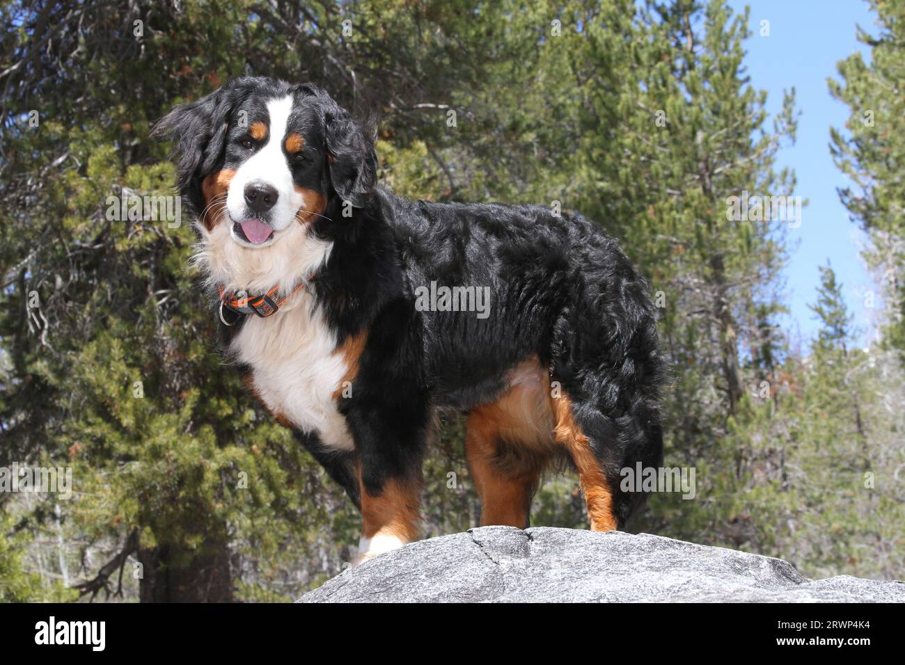 Rocky mountain hot sale bernese