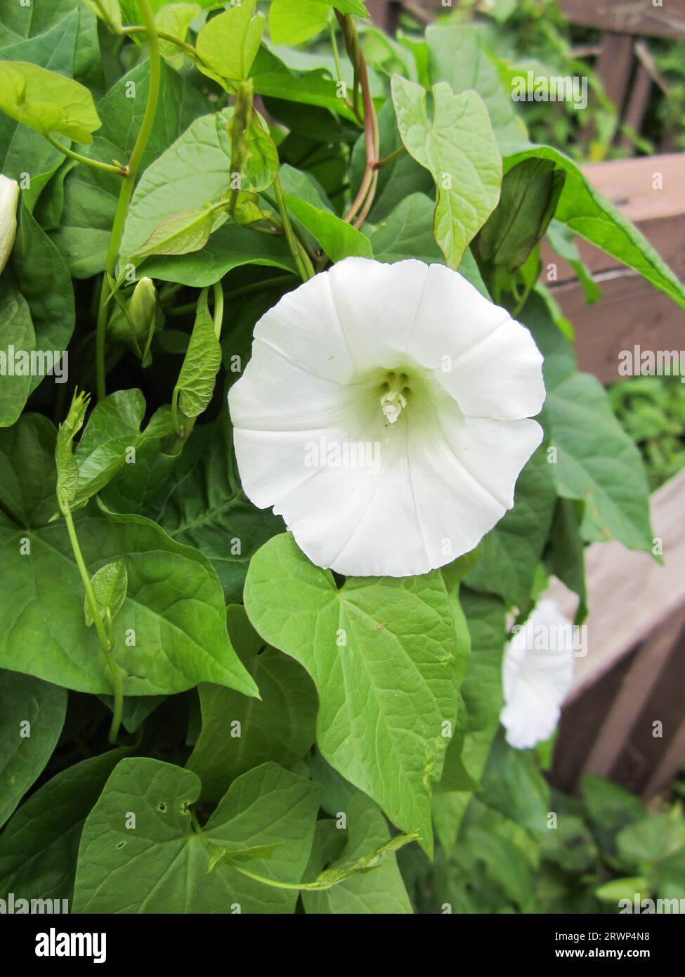 Flowering bindweed is a wild plant, a very aggressive and vigorous vine that is difficult to remove. Garden, cottage, rural. Stock Photo