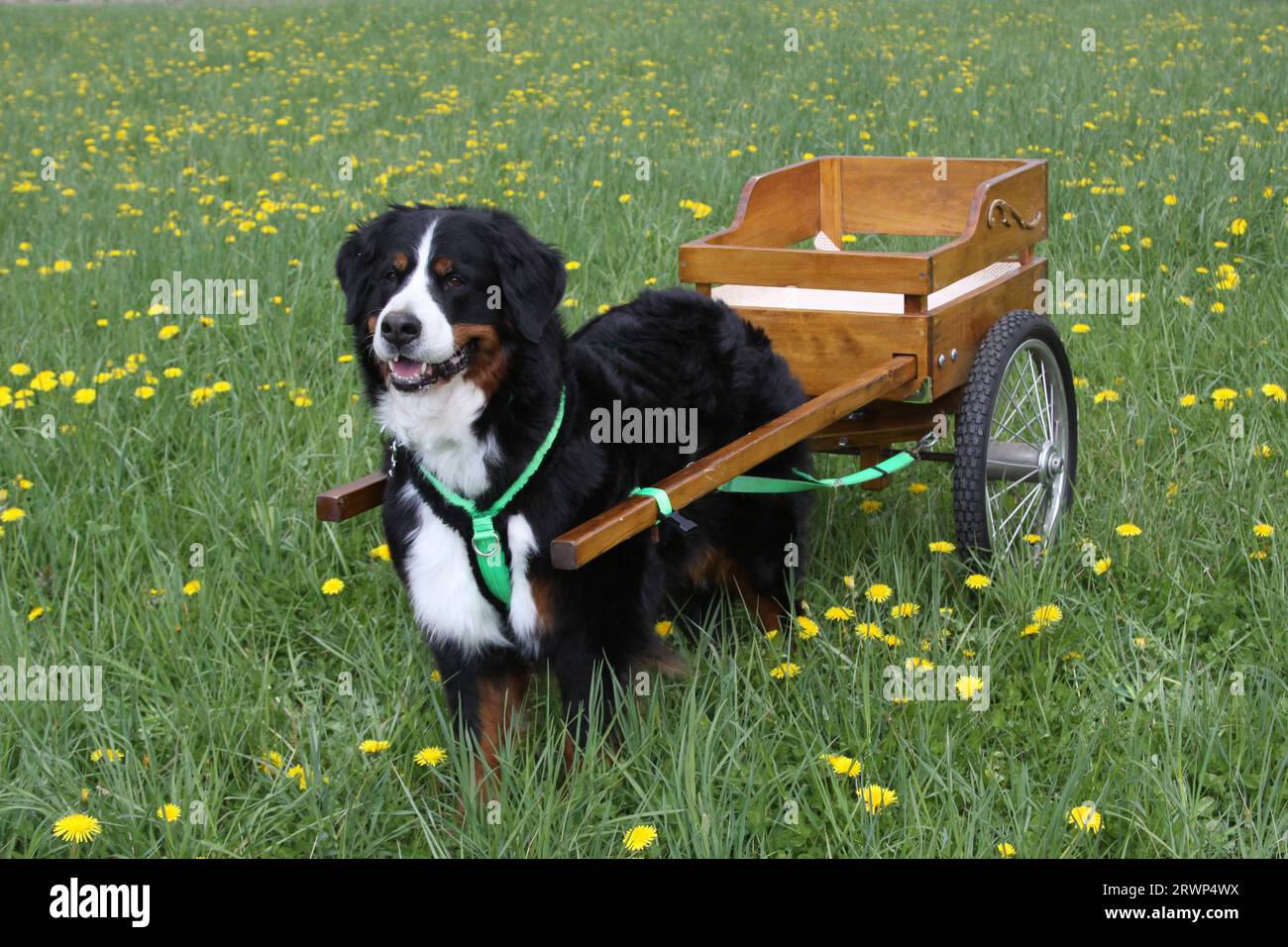 Bernese Mountain Dog pulling a cart in a field of wildflowers Stock Photo Alamy