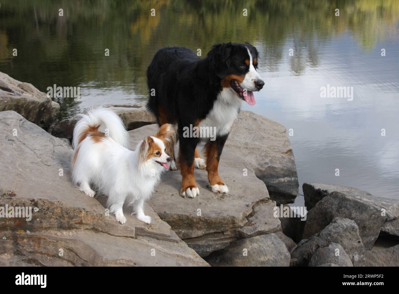 Bernese Mountain Dog and Papillion standing on rock by waters edge Stock Photo