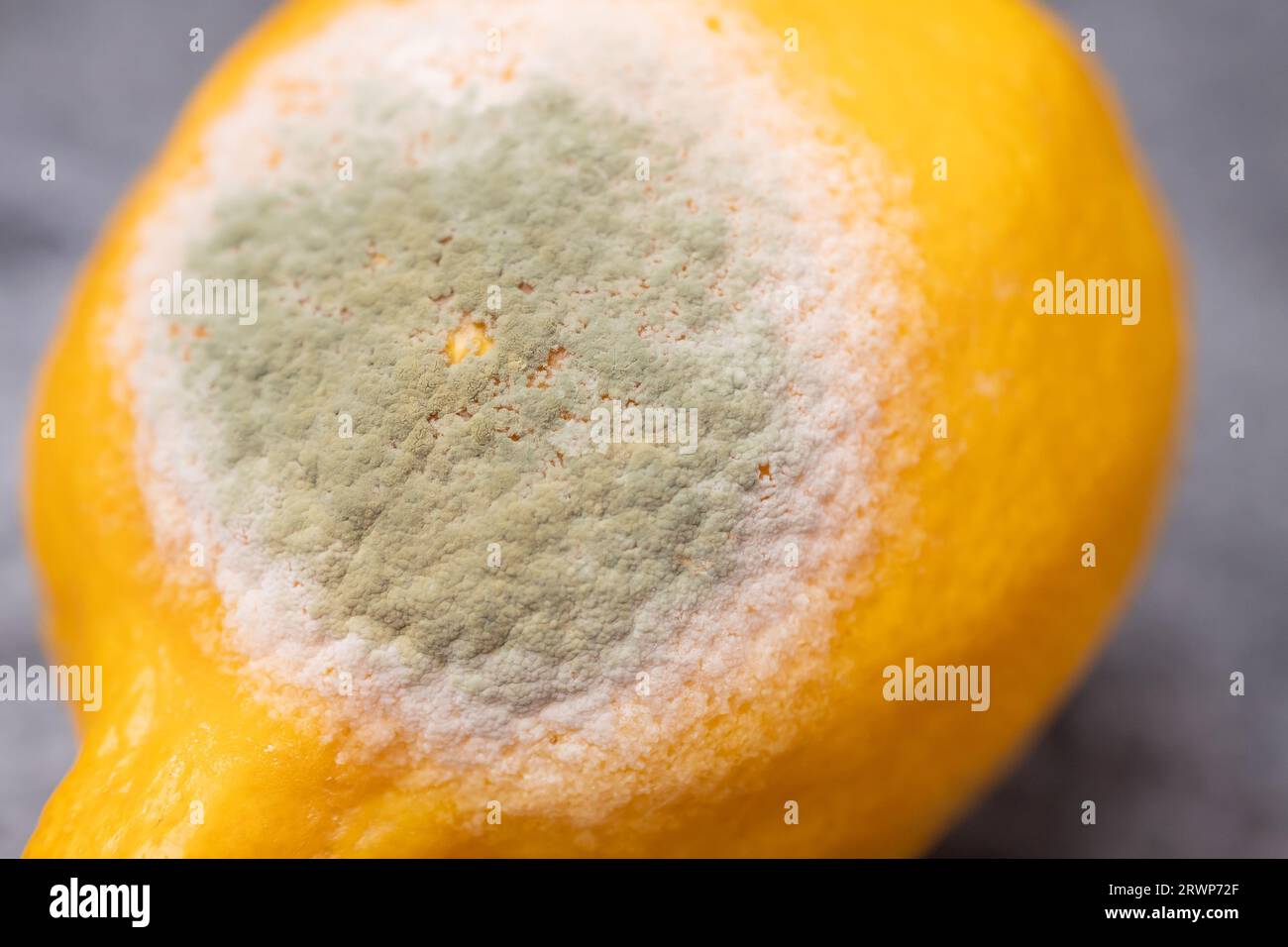 Pretty Mold Rotten Rotten lemon mold spoiled hi-res stock photography and images - Alamy