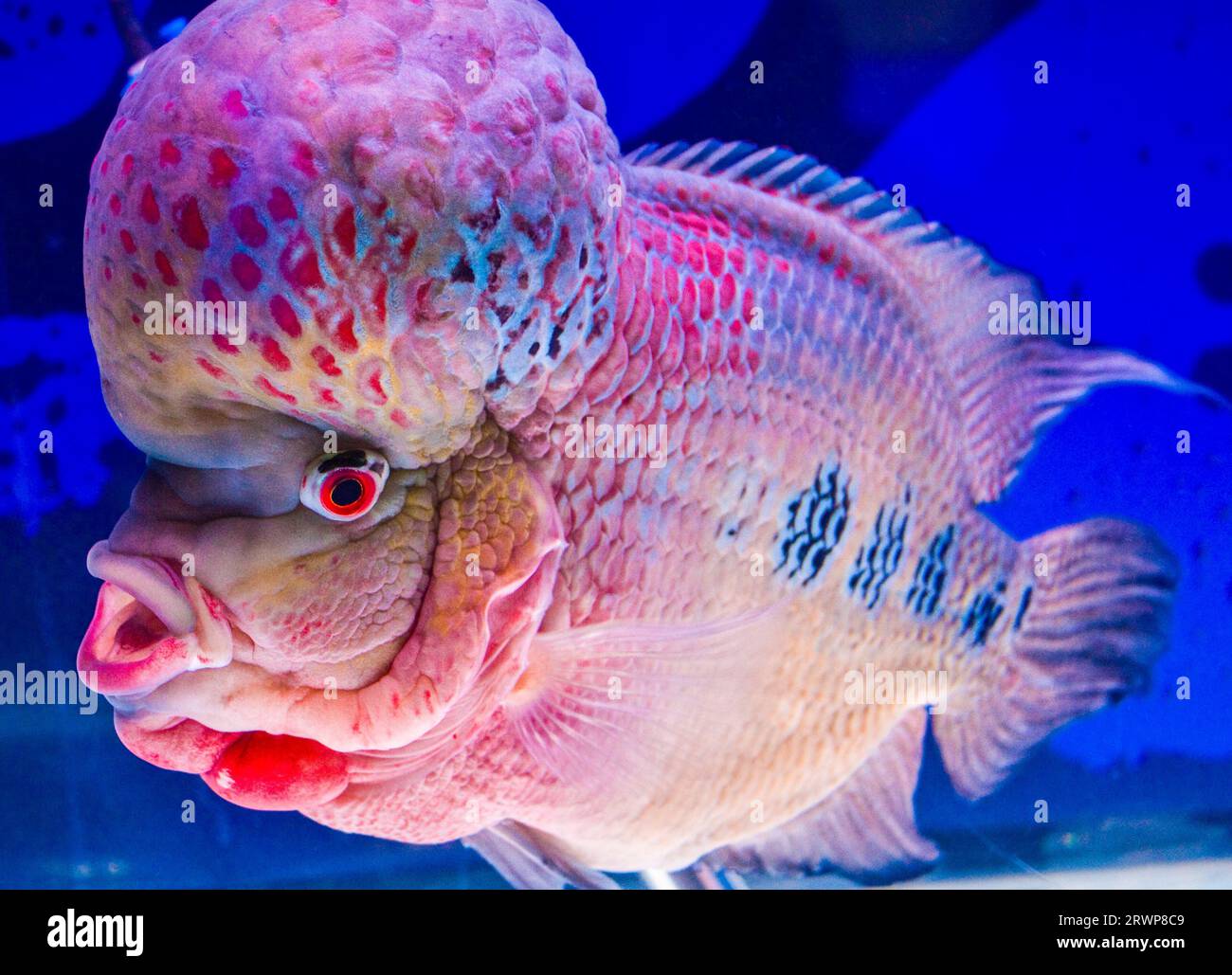 Flowerhorn cichlid freshwater fish with spiny fins Stock Photo