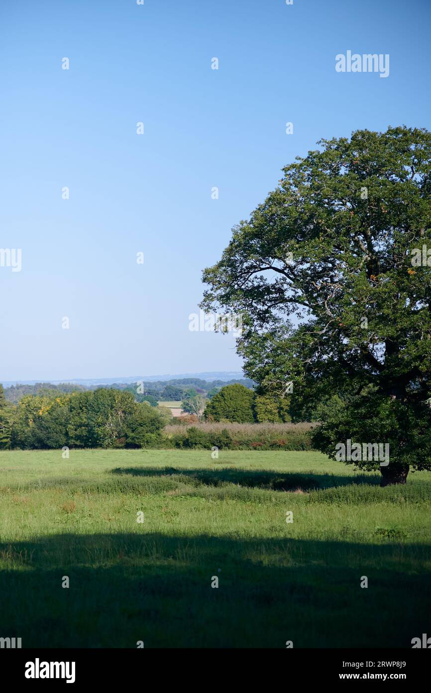 Green Tree Countryside Single tree in hedgerow hi-res stock photography and images - Alamy