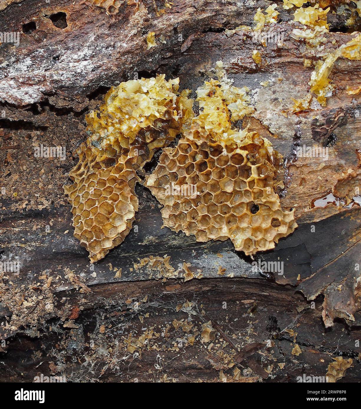 bee hive in a tree trunk exposed after storm damage along the