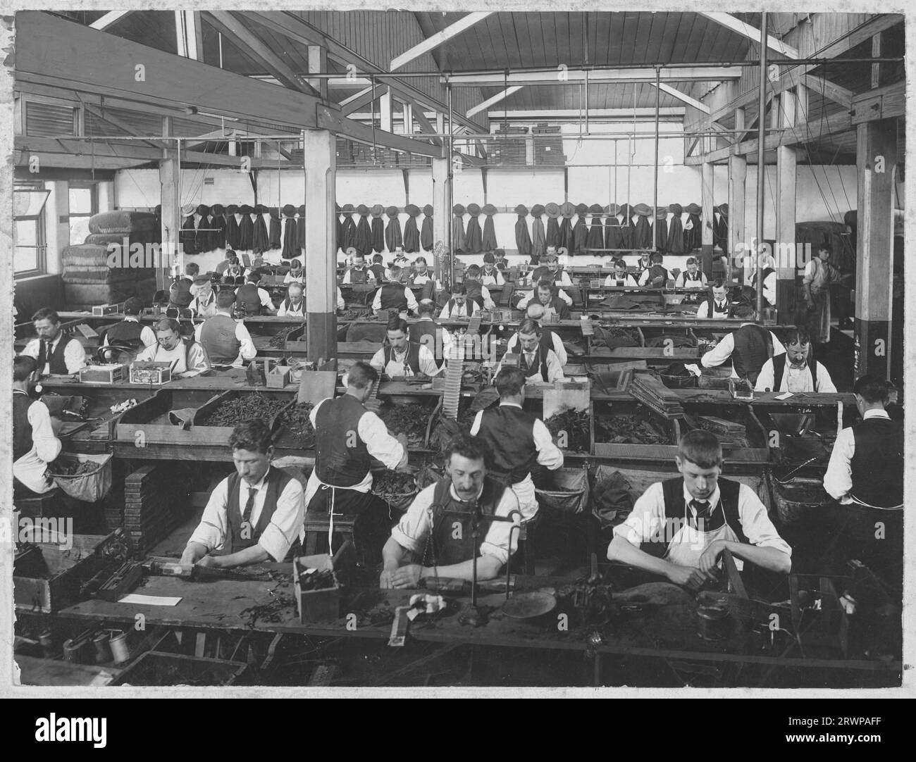 The Cigar making room at States Tobacco Company, A'Beckett Street, Melbourne. Elevated view of interior showing rows of benches, men in shirtsleeves and aprons, making cigars, bundles of cigars on bench in front of them and on table lower left. Young apprentices visible in some areas. Hand rolling. Row of coats and hats visible on back wall. Image dated between 1900 and 1920 Stock Photo