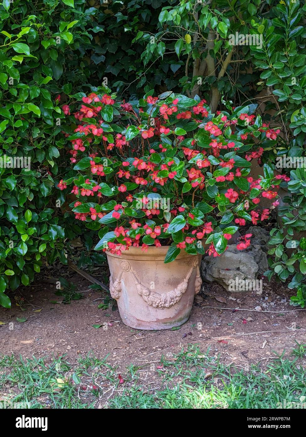 red begonias planted in a pot in the garden Stock Photo