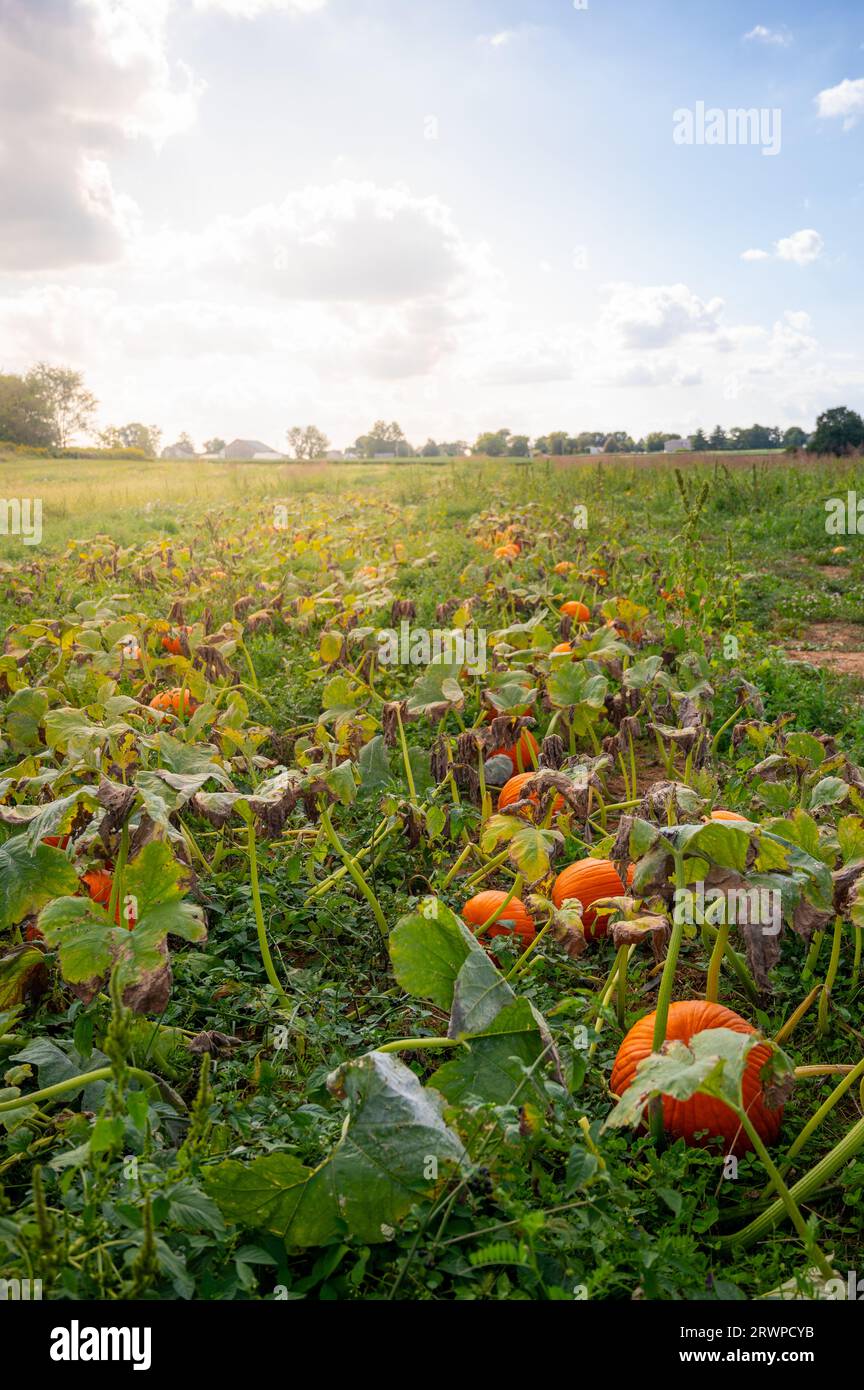 multiple pumpkins in a patch on a sunny day. Stock Photo