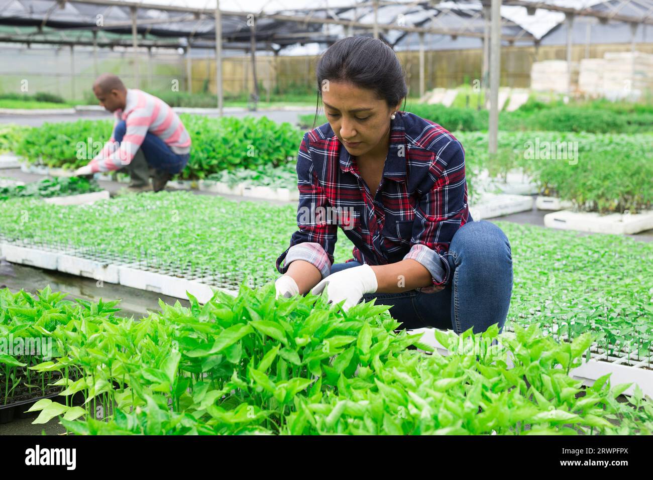 Latina woman working with seedling in greenhouse Stock Photo - Alamy