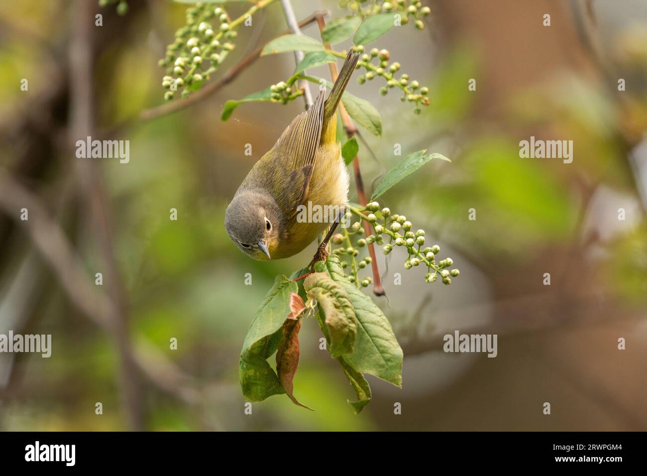 Closeup of Nashville Warbler perching on a leafy branch during spring migration, Ontario, Canada Stock Photo
