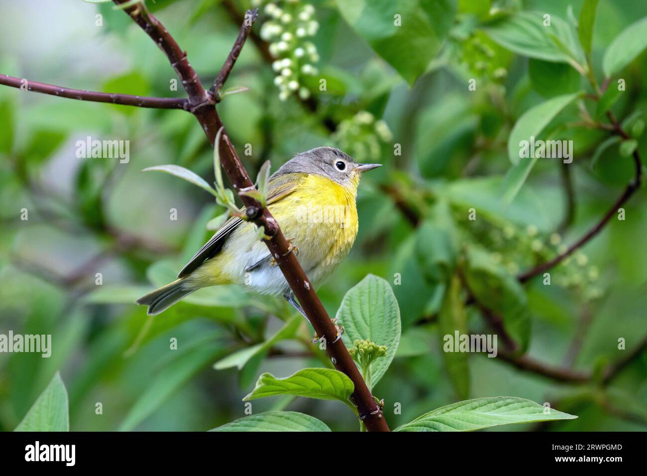 Closeup of Nashville Warbler perching on a leafy branch during spring migration, Ontario, Canada Stock Photo