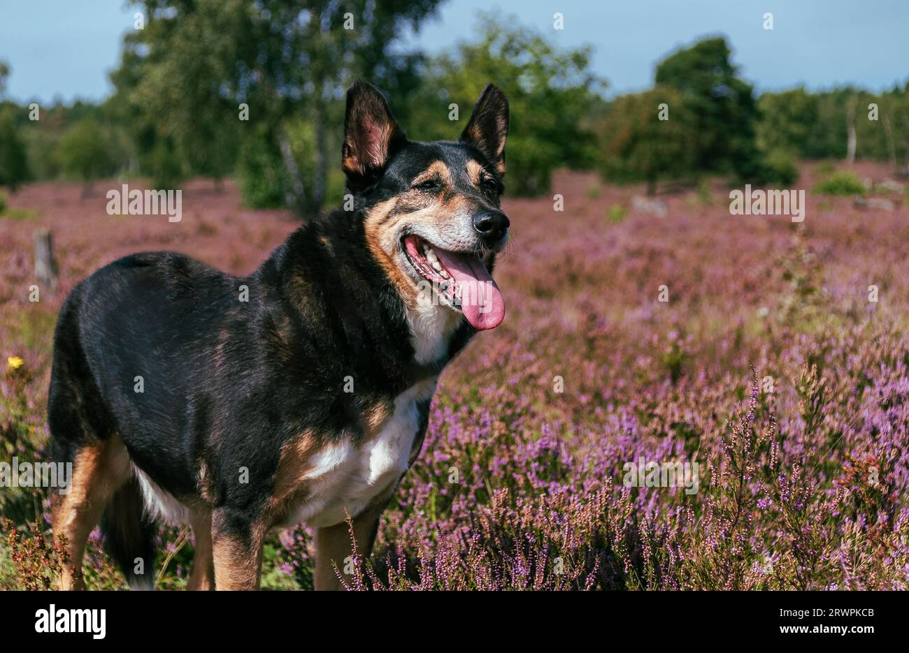 Family shepherd dog in the blooming Lüneburg Heath in Germany Stock Photo