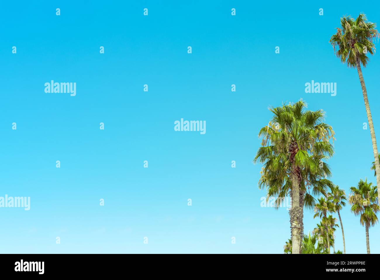 Vintage palm trees hi-res stock photography and images - Page 12 - Alamy, image size:1300x956