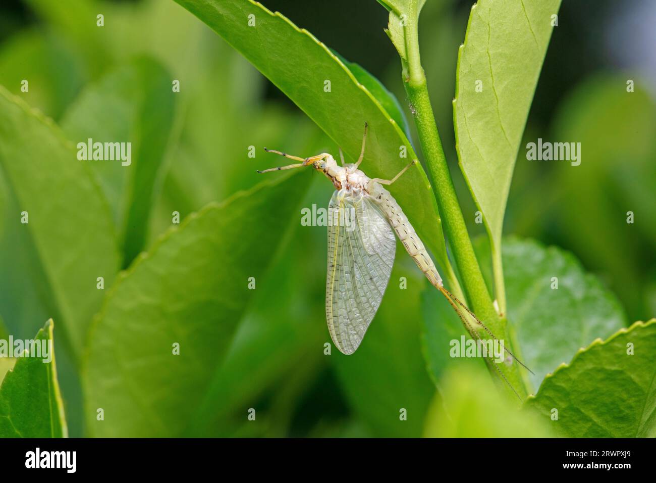 A mayfly lives in the wild, North China Stock Photo - Alamy