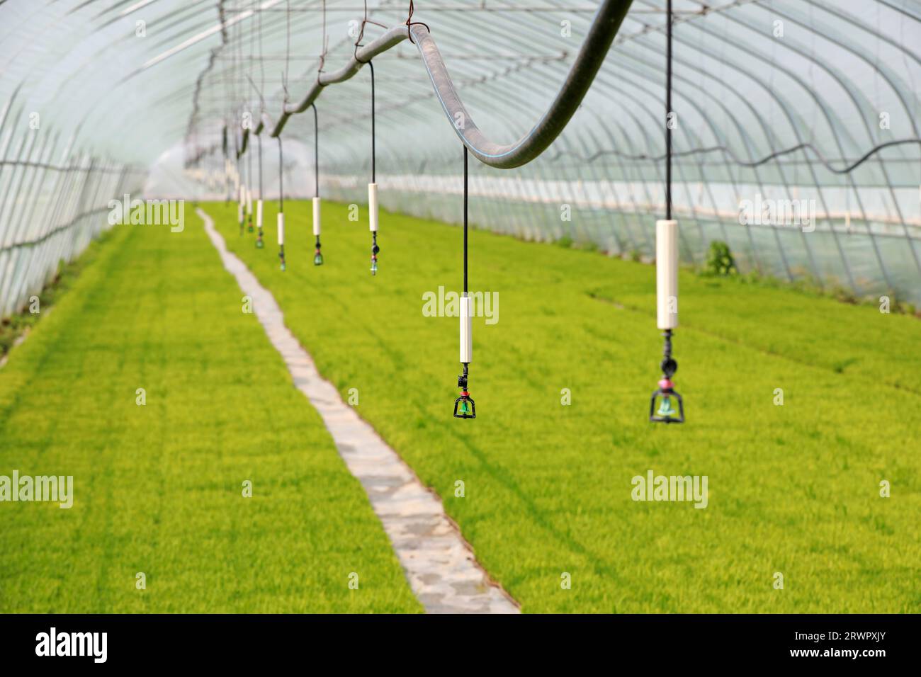 Irrigation Facilities Sprinkler irrigation facilities in hi-res stock photography and images ...