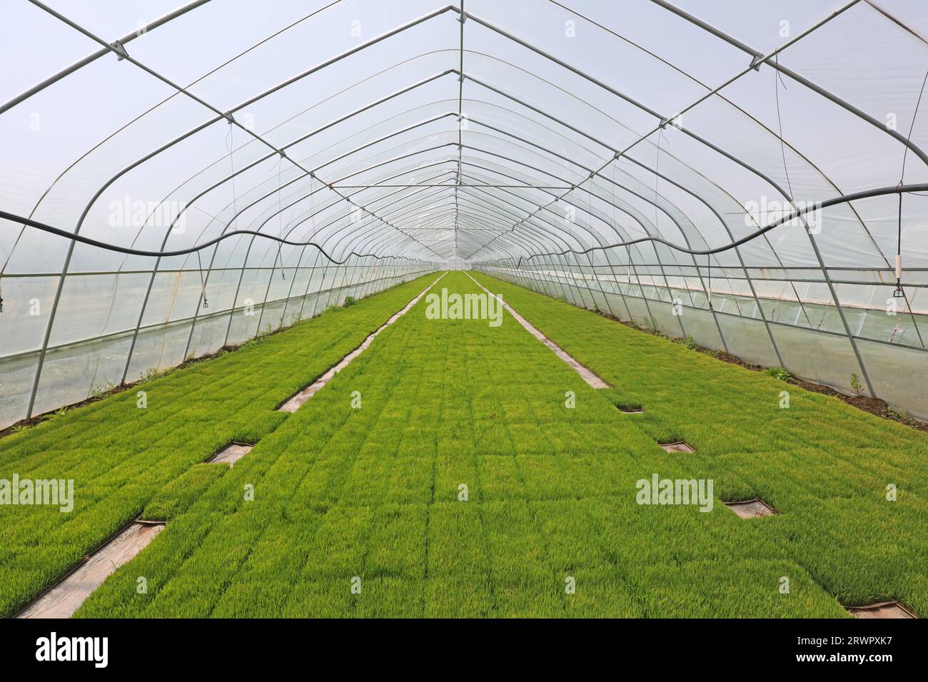 Irrigation Facilities Sprinkler irrigation facilities in rice seedling greenhouse, North ...