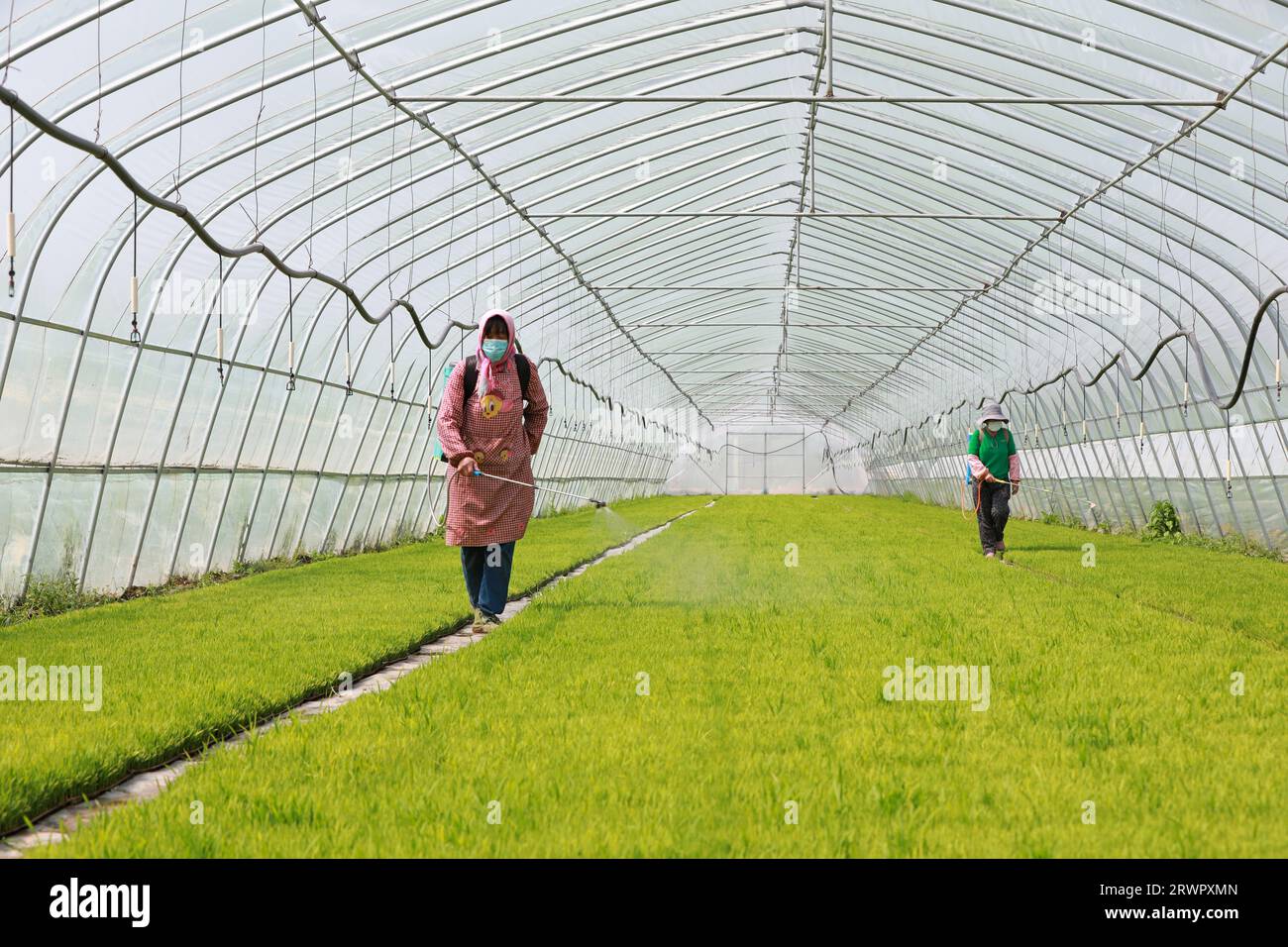 LUANNAN COUNTY, China - May 5, 2022: farmers conduct routine management ...
