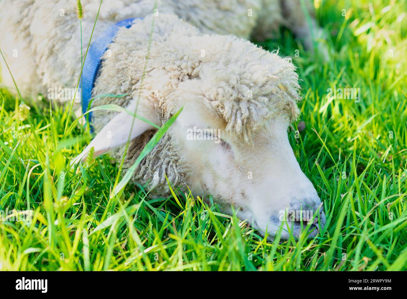 A sheep wearing a blue collar, lying down in a green field and sleeping Stock Photo