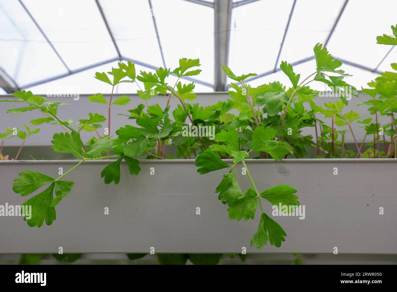 Healthy growing celery in a soilless greenhouse, North China Stock
