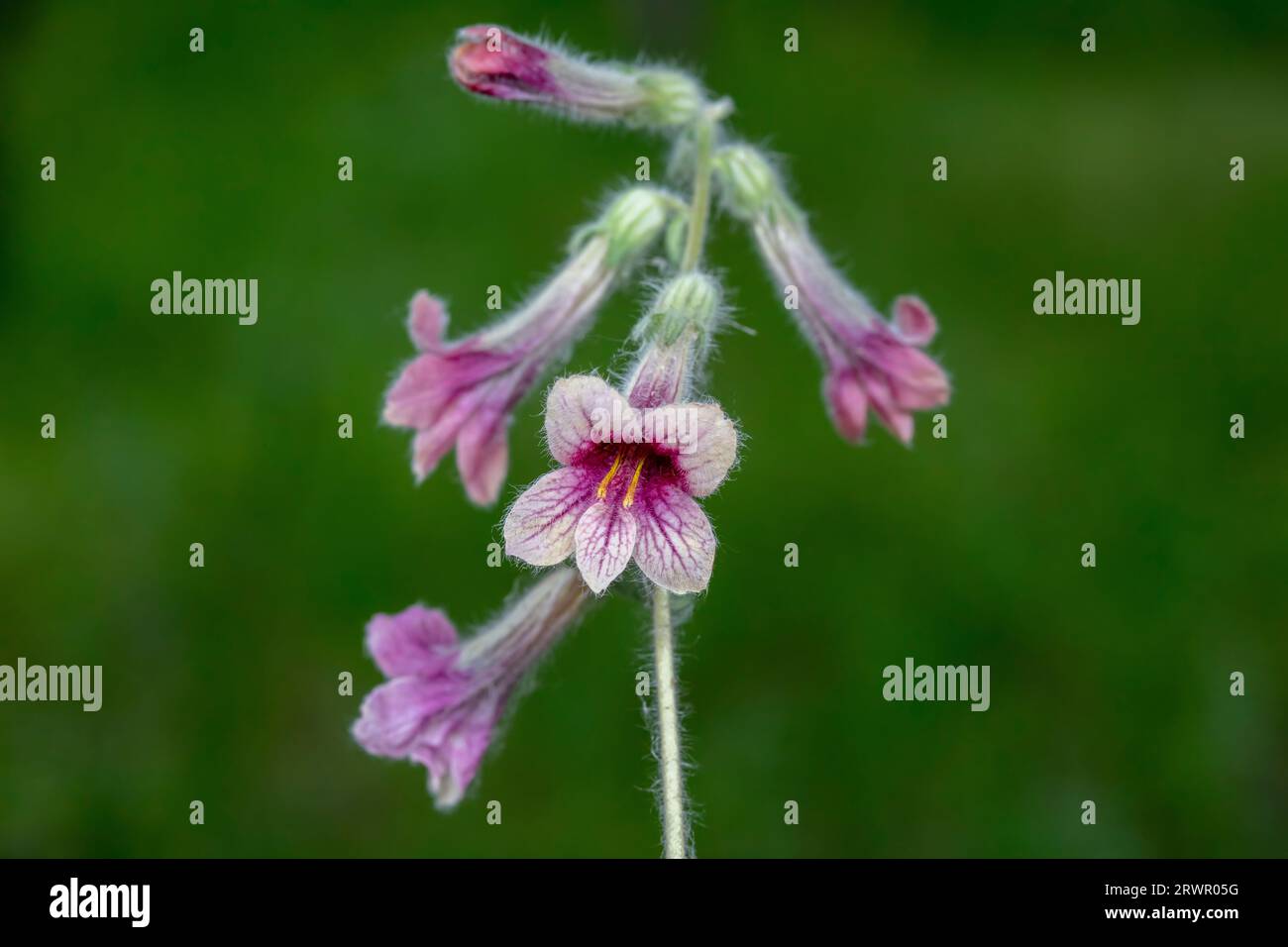 The flowers of Radix Rehmanniae in the wild, North China Stock Photo