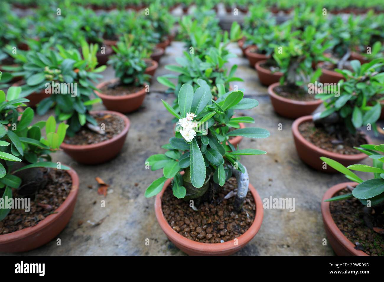 The exquisite bonsai of Pyracantha is in a nursery, North China Stock Photo