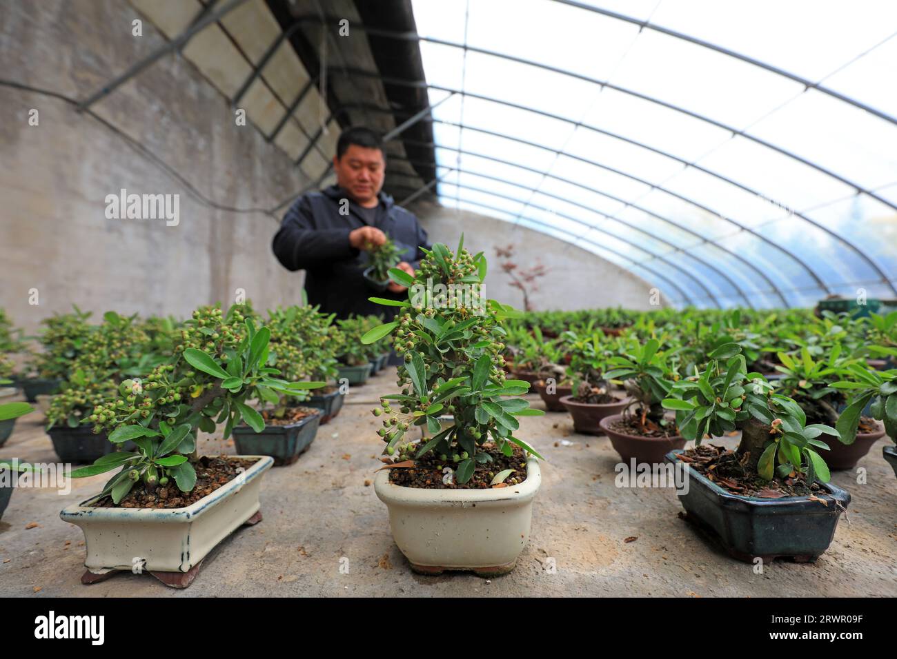 LUANNAN COUNTY, China - May 10, 2022: A gardener is pruning the bonsai of Pyracantha in a nursery, North China Stock Photo