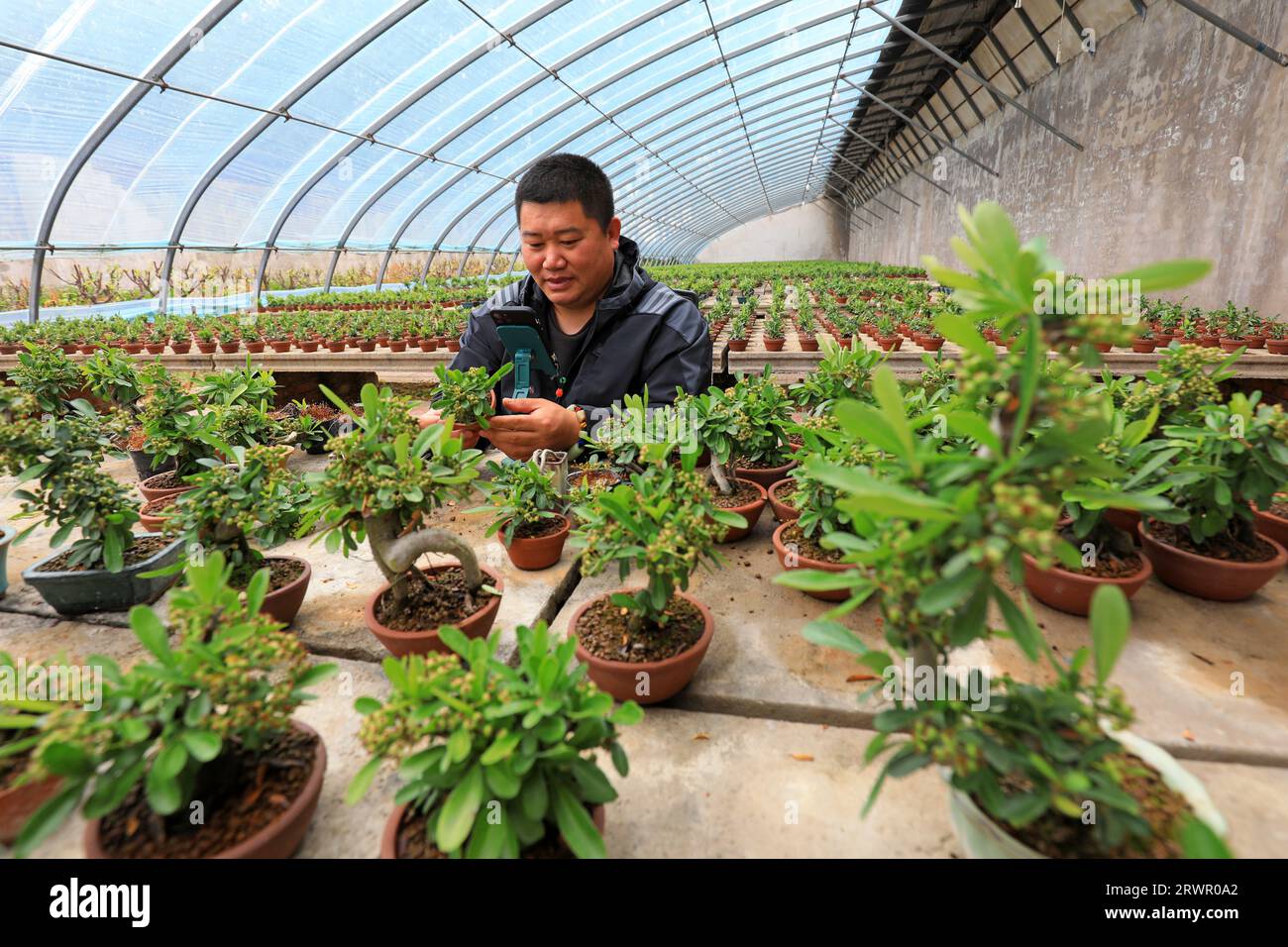 LUANNAN COUNTY, China - May 10, 2022: a gardener uses his mobile phone to display a bonsai of Pyracantha in a nursery in North China Stock Photo