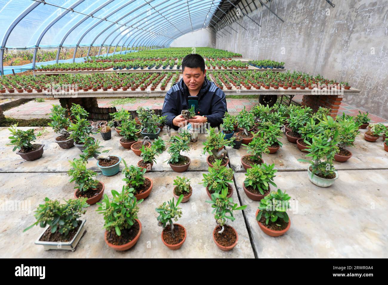 LUANNAN COUNTY, China - May 10, 2022: a gardener uses his mobile phone to display a bonsai of Pyracantha in a nursery in North China Stock Photo