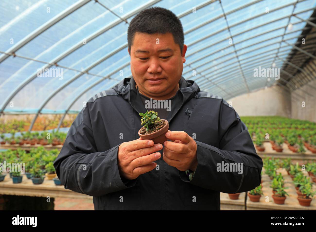 LUANNAN COUNTY, China - May 10, 2022: A gardener is carefully observing the growth and development of Pyracantha bonsai in a nursery, North China Stock Photo