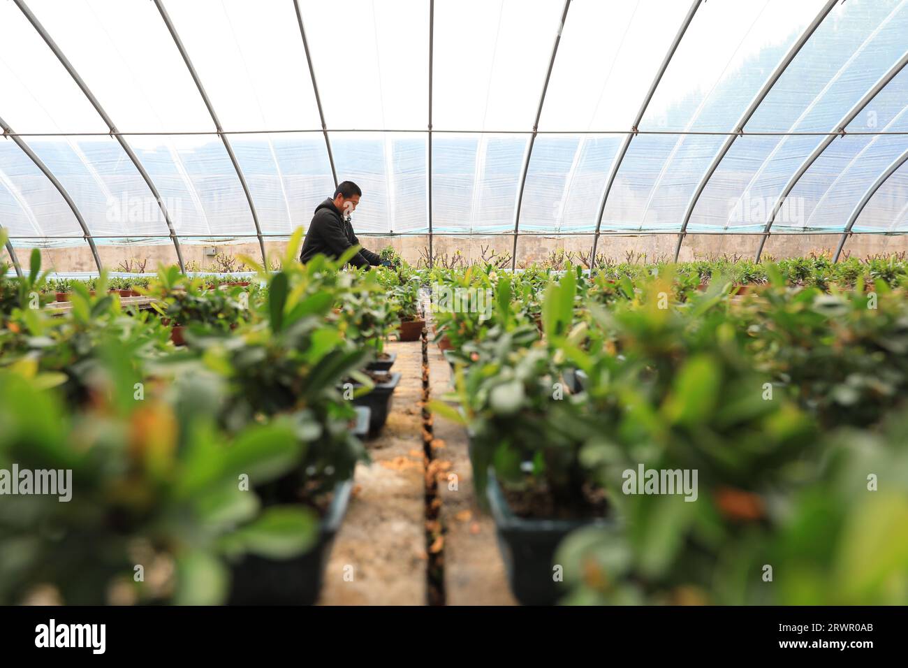 LUANNAN COUNTY, China - May 10, 2022: A gardener is carefully observing the growth and development of Pyracantha bonsai in a nursery, North China Stock Photo